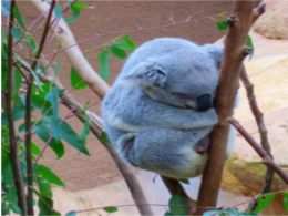 Blackbutt Reserve